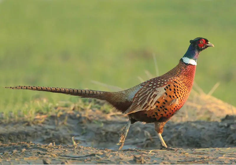Een fazanthaan in het veld