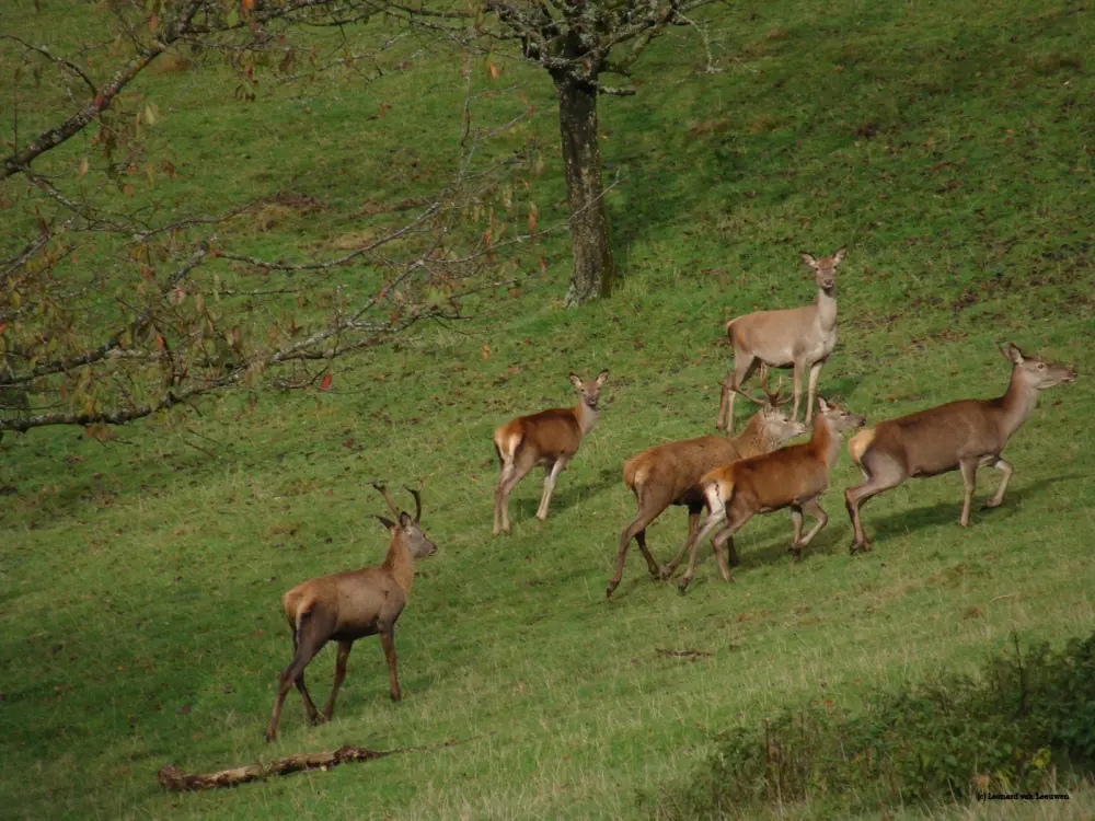Een roedel edelherten op een heuvel