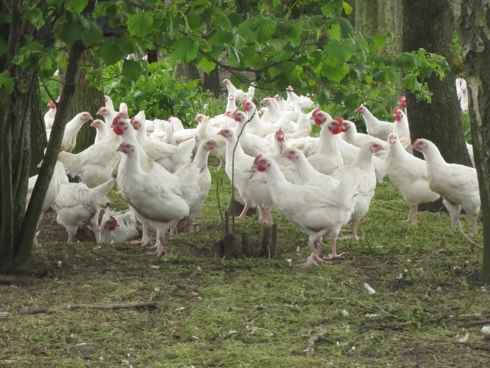 Witte kippen scharrelen buiten onder de bomen